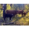Image 6 : Cutting Edge/Holtry Creek - 575# November Delivery Steer Calves - 100 Head (100 Mile House, BC)