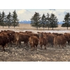 Image 2 : Bear Spring Ranch - 1030# August Delivery Grass Steers - 180 Head (Airdrie, AB)