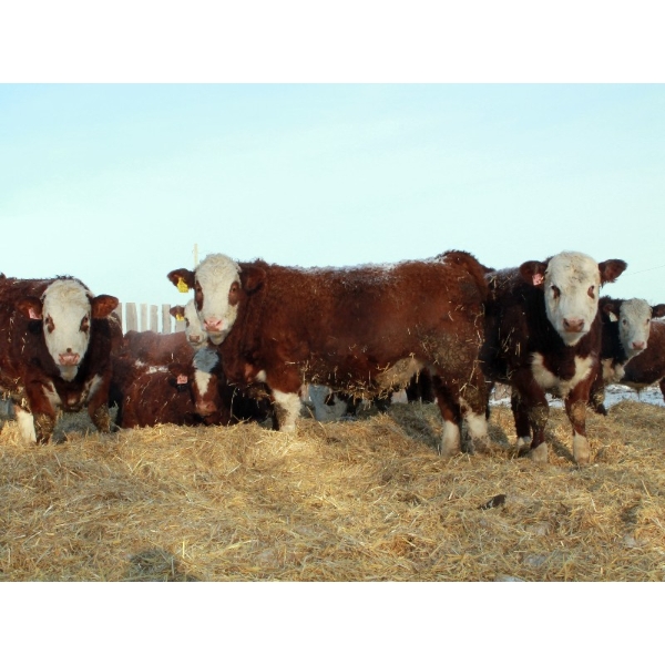 Birkenhagen Farms - 1020# January Delivery Steers - 61 Head (Carrot Creek, AB) VBP+
