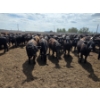 Image 12 : Cattlewood Farms Ltd. - 740# June Delivery Heifers - 145 Head (Fincastle, AB)
