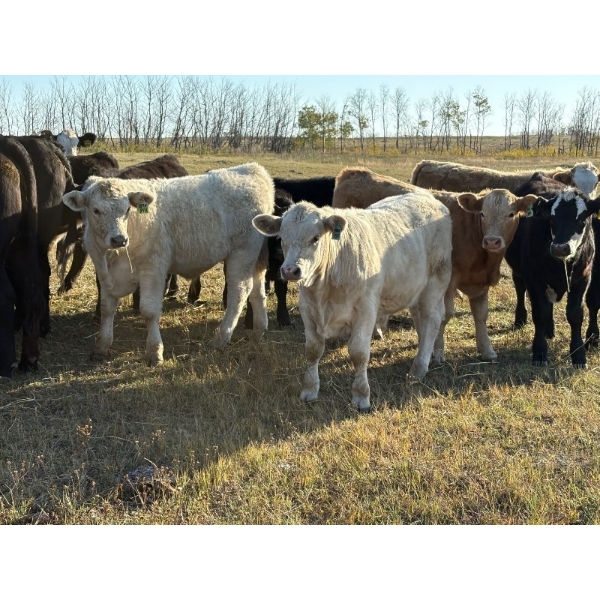 Watkins Rock Solid Ranch - 600# October Delivery Steer Calves - 160 Head (Craik, SK)