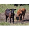 Image 4 : Blair Brost - 725# Oct/Nov Delivery Steer Calves - 70 Head (Piapot, SK)