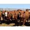 Image 3 : PSV Farms Ltd. - 880# May Delivery Heifers - 58 Head (Enchant, AB)