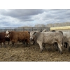 Image 6 : Jason & Kevin Szymanek - 920# April/May Delivery Steers - 136 Head (Stauffer, AB)