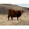 Image 9 : C & L Livestock - 29 Red Mature 3-Way Pairs (Edam, SK) VBP+