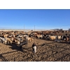 Image 3 : Driland Feeders - 810# June Delivery Heifers - 135 Head (Burdett, AB)