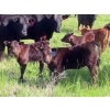 Image 6 : Nameth Land & Livestock Ltd. - 500# November Delivery Heifer Calves - 50 Head (Cupar, SK) VBP+