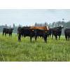 Image 12 : Vandenhoven Farms - 650# November Delivery Steer Calves - 95 Head (Rimbey, AB) VBP+