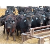 Image 3 : D & N Livestock - 740# March/April Delivery Steers - 160 Head (Peebles, SK) VBP+