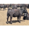 Image 9 : Lone Star Cattle Co. - 980# June Delivery Heifers - 260 Head (Strathmore, AB)