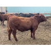 Image 10 : Lynden Land & Cattle - 900# June Delivery Steers - 50 Head (Linden, AB)