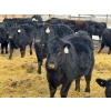 Image 5 : Leon Torkelson - 700# March Delivery Heifers - 60 Head (Millicent, AB)