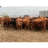 Image 2 : CL Ranches Ltd. - 810# March/April Delivery Steers - 70 Head (Cochrane, AB)