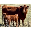 Image 2 : Meyer Cattle Inc. - 20 Red Angus X 2nd Calf Pairs (Lethbridge, AB)