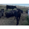 Image 5 : Key International - 500# October Heifer Calves - 40 Head (Asquith, SK)