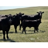 Image 4 : Black Ranch Ltd. - 530# Oct/Nov Delivery Steer Calves - 118 Head (Consul, SK)