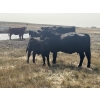 Image 2 : Standing Farms - 560# October Delivery Steer Calves - 105 Head (Hanna, AB)
