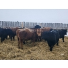 Image 6 : Tee Two Land & Cattle Co. - 760# March/April Delivery Steers - 216 Head (Kelliher, SK) VBP+