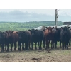 Image 2 : Turtleview Livestock - 850# June Delivery Heifers - 68 Head (Goodlands, MB) VBP+