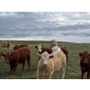 Image 4 : Carter Morison - 1000# August Delivery Grass Heifers - 62 Head (Airdrie, AB)