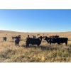 Image 2 : Crane Lake Land & Cattle - 1000# October Grass Steers - 120 Head (Kerrobert, SK)