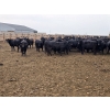 Image 4 : M.S. MacLean Livestock - 1150# September Delivery Heifers - 46 Head (Coaldale, AB)