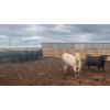 Image 9 : M.S. MacLean Livestock - 950# June Delivery Steers - 111 Head (Coaldale, AB)