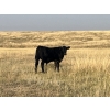 Image 4 : Dar-Lin Ranching - 460# November Delivery Steer Calves - 110 Head (Big Stone, AB)