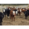 Image 5 : Mullin Ranch - 960# October Delivery Grass Steers - 60 Head (Logan Lake, BC)
