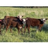 Image 3 : Greg Bramall - 650# November Delivery Steer Calves - 80 Head (Eckville, AB)