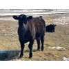 Image 4 : J2 Stock Farms - 980# May Delivery Steers - 60 Head (Darwell, AB)