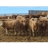 Image 5 : Bauer Ranching - 910# February Delivery Steers - 193 Head (Hilda, AB)