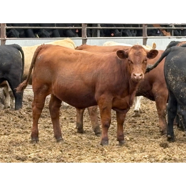 Brandt Boys Beef & Grain - 950# July Delivery Steers - 134 Head (Tolstoi, MB)