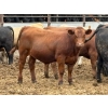Image 1 : Brandt Boys Beef & Grain - 950# July Delivery Steers - 134 Head (Tolstoi, MB)