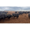 Image 5 : M.S. MacLean Livestock - 950# June Delivery Steers - 111 Head (Coaldale, AB)