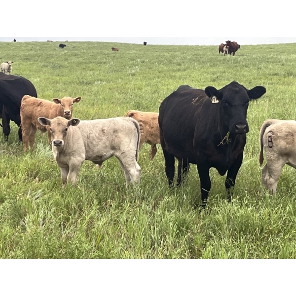 Westview Cattle Co. - 525# November Delivery Steer Calves - 90 Head (Consort, AB)