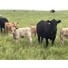 Image 1 : Westview Cattle Co. - 525# November Delivery Steer Calves - 90 Head (Consort, AB)