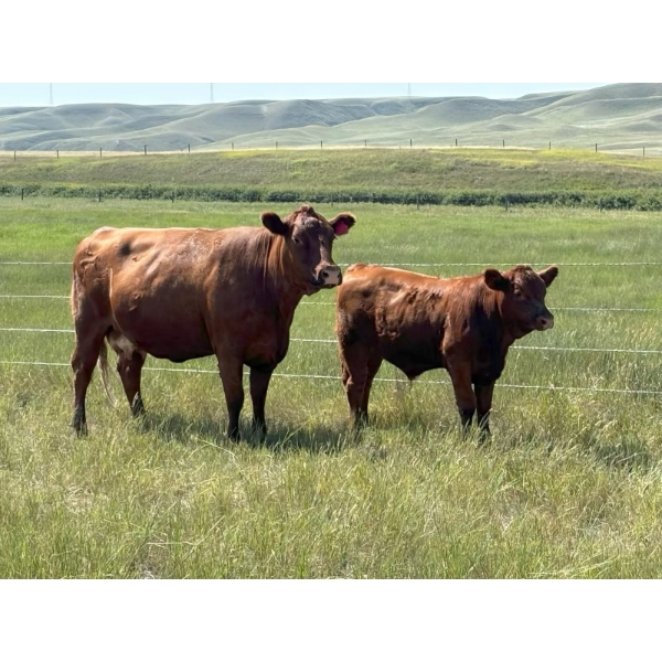 L & J Murray Ranches - 580# October Delivery Steer Calves - 90 Head (Picture Butte, AB)