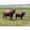 Image 1 : L & J Murray Ranches - 580# October Delivery Steer Calves - 90 Head (Picture Butte, AB)