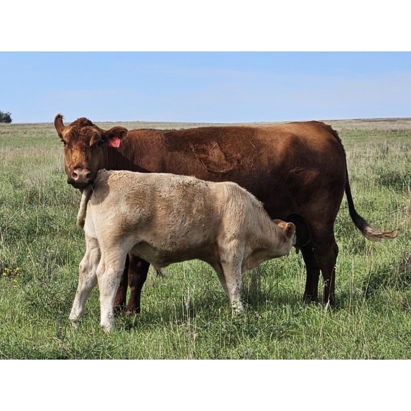 Logan Ranching - 680# November Delivery Steer Calves - 85 Head (Oyen, AB)