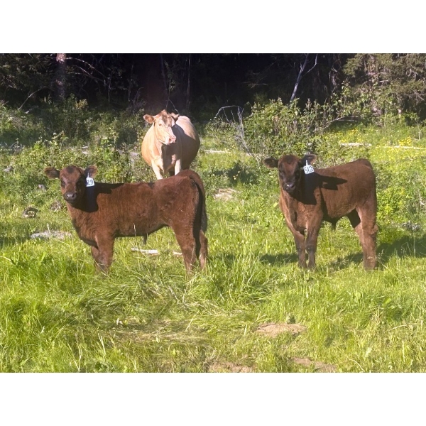 Cutting Edge/Holtry Creek - 575# November Delivery Steer Calves - 100 Head (100 Mile House, BC)
