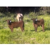 Image 1 : Cutting Edge/Holtry Creek - 575# November Delivery Steer Calves - 100 Head (100 Mile House, BC)