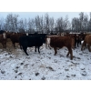 Image 9 : Chris Bartel - 900# March Delivery Heifers - 70 Head (Fort Vermilion, AB)