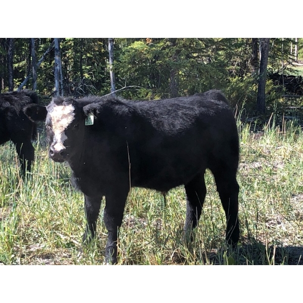 Greg & Jennifer MacDonald - 610# October Delivery Steer Calves - 70 Head (Vanderhoof, BC)