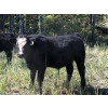 Image 2 : Greg & Jennifer MacDonald - 560# October Delivery Heifer Calves - 30 Head (Vanderhoof, BC)