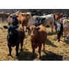 Image 3 : Rob Mossey - 920# May Delivery Steers - 60 Head (Vauxhall, AB)