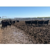 Image 5 : 6U Cattle Company - 880# June Delivery Heifers - 71 Head (Manning, AB)