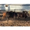 Image 20 : Alan Fridlington - 730# May Delivery Heifers - 162 Head (Kersley, BC)