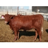 Image 2 : A&S Farms - 24 Red Simm X Replacement Heifers (Coaldale, AB)