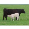 Image 5 : 6 S Feeders Inc. - 1500# October Delivery Cows - 42 Head (Moosomin, SK)